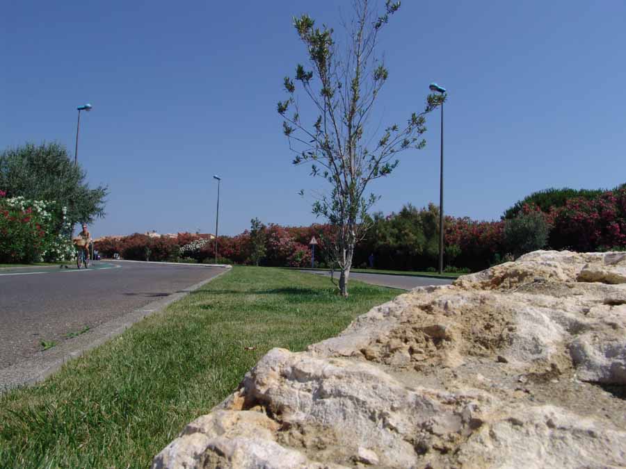 Haies de lauriers roses